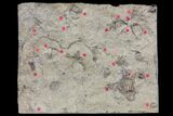 Crinoid Fossils ( Species) - Gilmore City, Iowa #86375-1